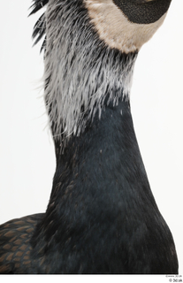 Bird  9 neck 0002.jpg